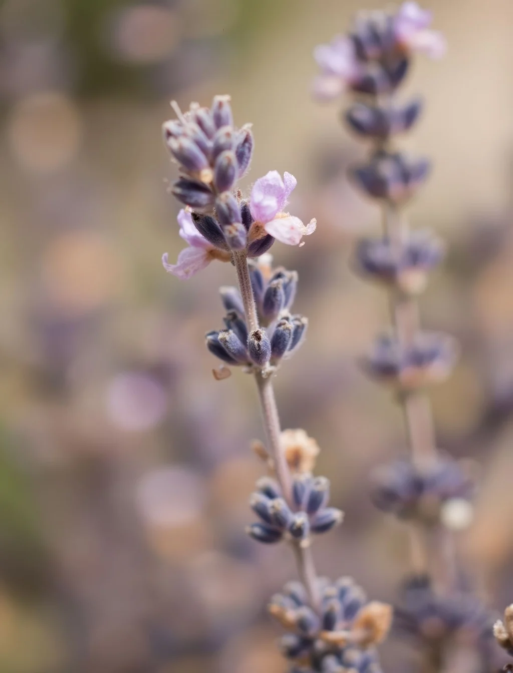 Image from the training dataset for the "Photorealistic Soft Touch" model